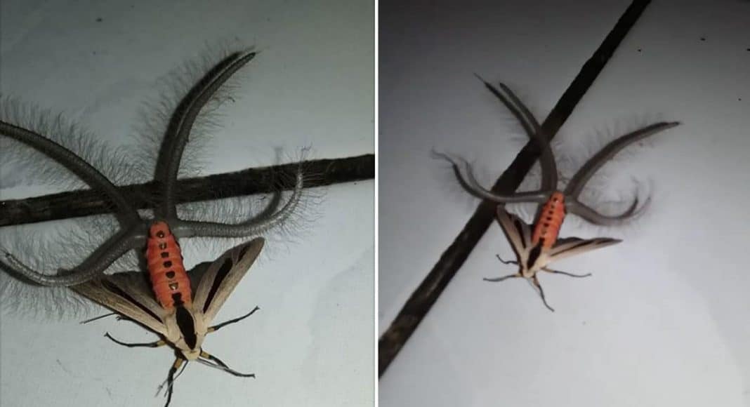 everyone-wants-to-know-why-this-video-of-a-moths-butt-is-going-viral-1-1068x580.jpg