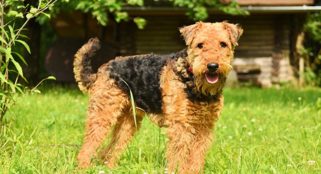 The Airedale Terrier